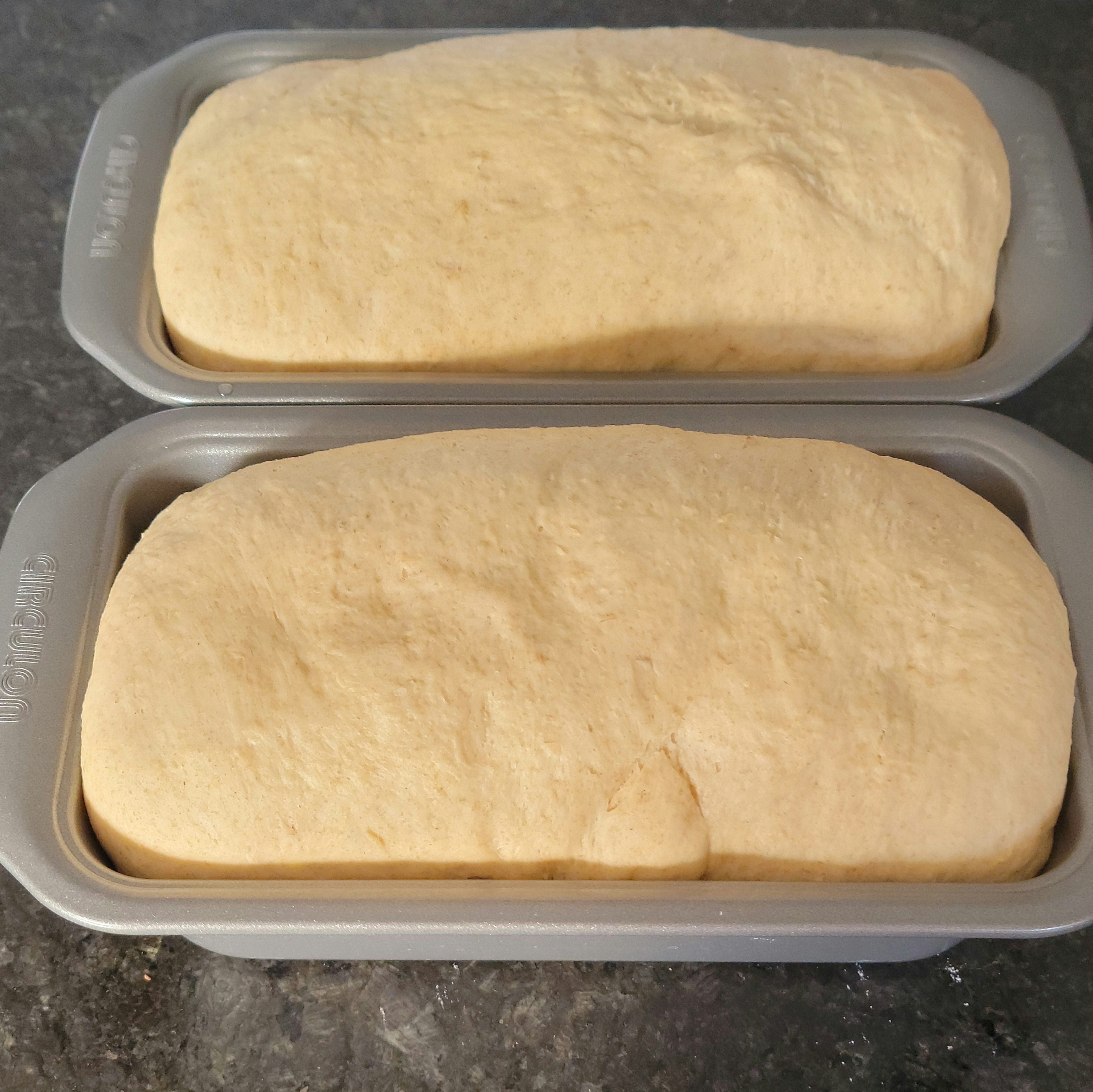 Honey wheat bread loaves ready to go in the oven 